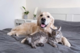 Is Pest Control Safe for Pets?