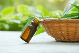 Hemp Oil Side Effects: All You Need to Know