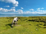 Horse Trekking at Song Kul Lake