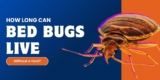How Long Can Bed Bugs Live Without a Host?