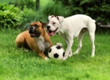 How to Create a Safe & Fun Dog-Friendly Backyard