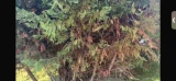 How to Control Disease in Leyland Cypress Trees | Weatherford, Texas