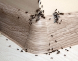 Termite Swarmers in Singapore – Greencare Pest Control & Cleaning