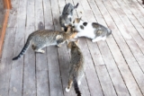 How to Keep Ants Out of Outdoor Cat Food – 2 Paws Up Inc.