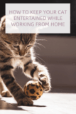 How to Keep Your Cat Entertained While Working from Home