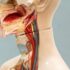 Ceuta latest: UK ministers under pressure to strengthen borders after 60,000 migrants flood into Spanish enclave
