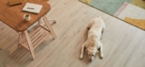How to Protect Hardwood Floors from Dog Scratches (Without Giving Up Your Floors)