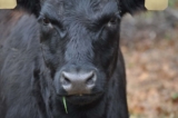 How Much Money Cattle Farmers Make in Australia: A Breakdown of Earnings, and Income Sources
