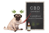 How to Identify Which CBD Delivery Method is Best for Your Pet