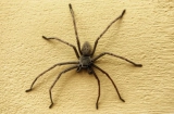 Huntsman Spiders in Florida: Facts, Identification & Prevention
