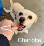 How Dogs Take Treats – San Francisco Dog Trainer The Pooch Coach