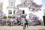 Best London Wistera Spots + Map