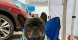 Two French Bulldogs: Wordless Wednesday