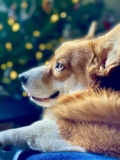 A Very Corgi Christmas Eve