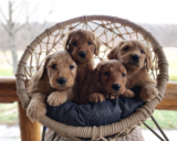 Dog Breeding Course