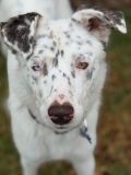 Leo-CA – Deaf Dogs Rock