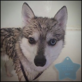 How Often Is Too Often? – Paw Print Pet Blog