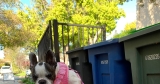 Two French Bulldogs: Driving My Car