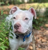 Ikari – VA – Deaf Dogs Rock