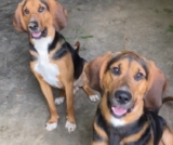 Mantrailing Tuesday Tip answers a common dog training question