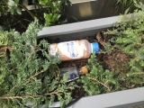 More casual trashing of an otherwise pleasant residential neighborhood