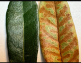 Identifying Oak Wilt in Live Oaks in Southlake, Texas