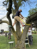 The Bee Tree is Broken — A Farm Wife