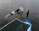 Mexico Suspends Orca Swimming – The Full Story and Where to See Them Ethically