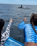 ’15 Orcas Surrounded Our Boat, So We Jumped in and Swam With Them