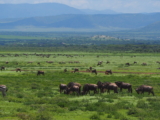 30 Things to Know Before Your First African Safari