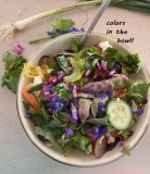 The Essential Herbal Blog: Wild Salad in Spring