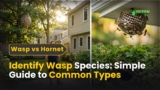 Identify Wasp Species | Best Common Types Guide CT 2026