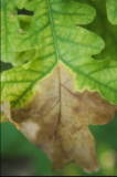 Oak Wilt In Ohio Guide