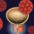 What Are the Early Signs of Immune-Mediated Blood Disease in Pets?