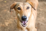 Izzy – Animal Aid Unlimited