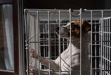 Is It Cruel to Crate a Dog While at Work? Controversy Ahead!
