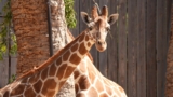 New Giraffe at Oakland Zoo
