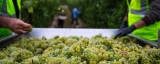 2024 Russian River Valley Chardonnay Vintage