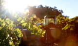 Why 2021 is a Classic Vintage for Alexander Valley Cabernet Sauvignon