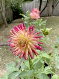 Flowers and Fun