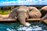 Staying at Mhondoro Safari Lodge, South Africa – Wild Junket