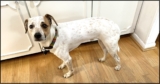 6 Ways to Prepare Your Dog for Fireworks Starting NOW