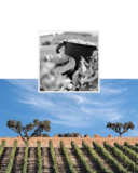 Beyond the Tasting Room: How Portugal’s Alentejo Is Redefining Experiential Wine Tourism
