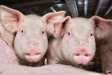 Historic First: Pig Hauler Found Guilty After PETA Tip