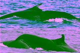 How Many Whales Does It Take To Save A Species? The Story Of The Rice’s Whale