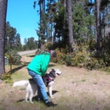 Train Your Dog to Find Missing Family and Pets