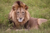 Complete Kariega Main Lodge Review