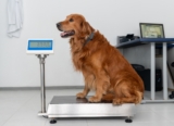 Dog Weight Management: Diet & Exercise Tips