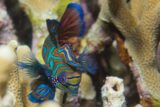 Tank Size, Mates, Food and Lifespan