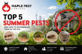 Top 5 Summer Pests in the GTA & How to Exterminate Them